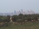 Forest Fire Smoke